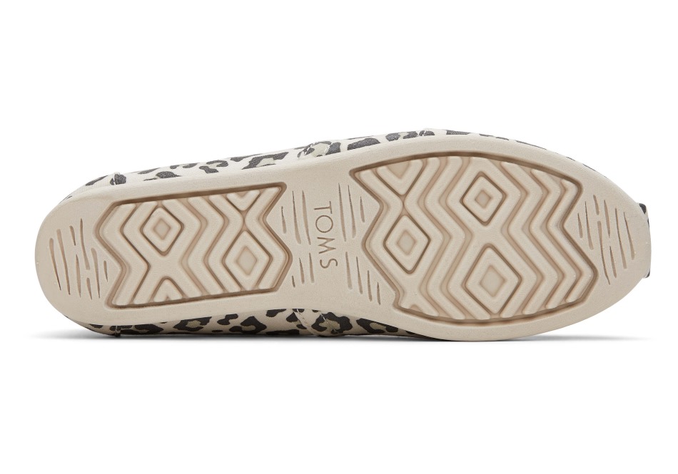 Τομς λεοπάρδαλη αλπαργάτα λεοπάρδαλη του χιονιού